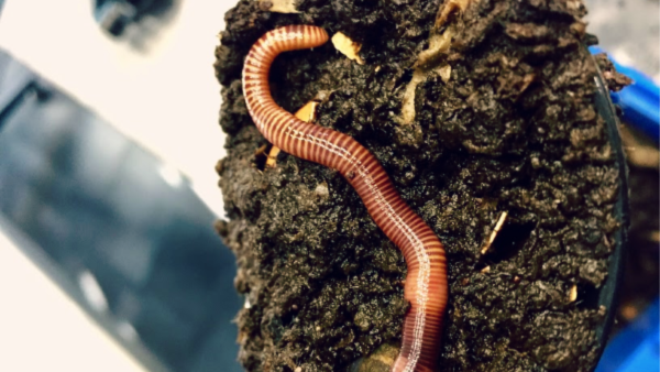 Worm Composting 1